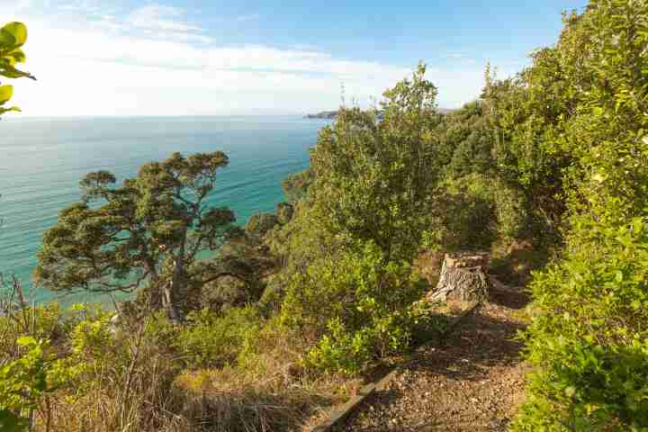 Path to beach through pure New Zealand bush from Moeraki