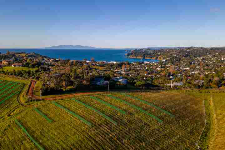 Oriwa Villa by Waiheke Unlimited vineyards and olive groves